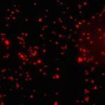 54ee5db2-a269-42d0-935c-636f379e5161