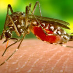 Original Title: aegypti_682sRGB.TIF