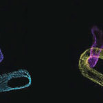 heart-cell-mitochondriaweb-3-revised
