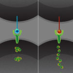 MElowitz-Cellular_Communication-Concept-04