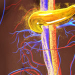 pancreas-illustration