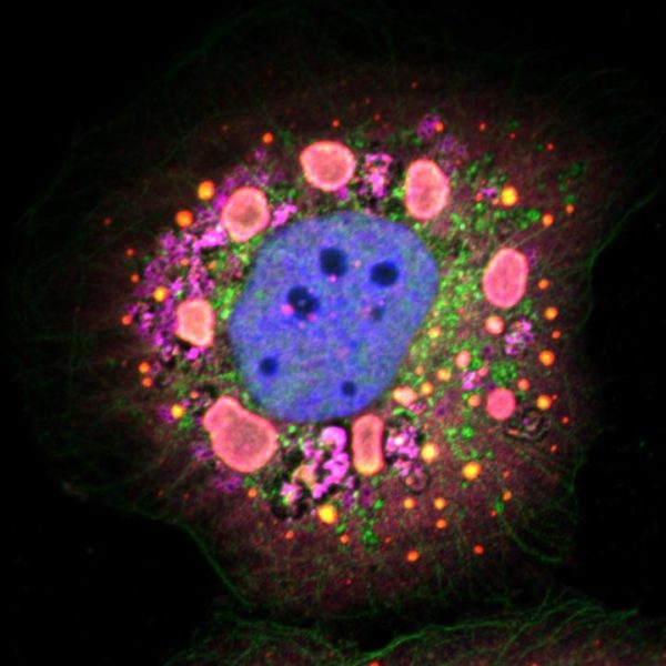 Identificato il passaggio chiave nella replicazione dei virus virus