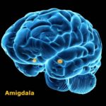 5_1-amigdala-da-inserire-nel-testo