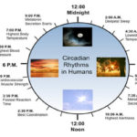 Circadianclock
