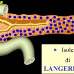 Diabete - Pancreas e Isole