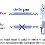 Immagine proteina Klotho 2