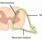 5adb52b123_interneurone-dr