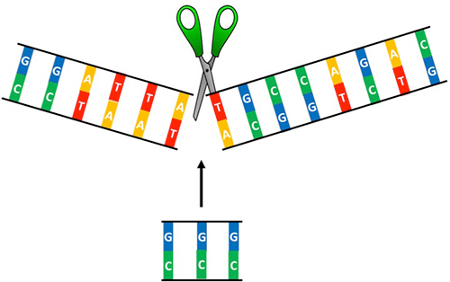Gli scienziati modificano CRISPR per accelerare l’editing genomico CRISPR