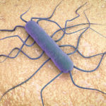 listeria-monocytogenes-del-batterio-85837506