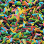 E. coli bacteria