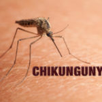 chik-495x330