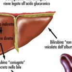 disegno67bilirubinaok