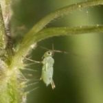 howdoinsects