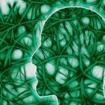 neurons-cerebral-cortex-intelligence-neuroscienneews-public