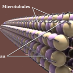 tau_microtubules