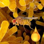 bacteria-fruit-fly-oil-droplet