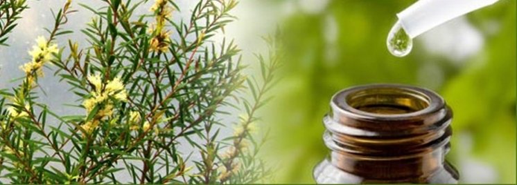 Olio essenziale per combattere le infezioni batteriche oli essenziali