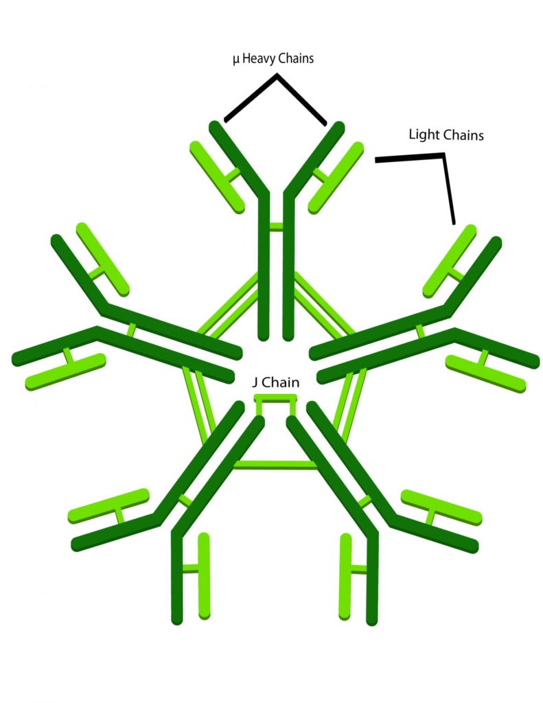 Promettente nuova classe di anticorpi protegge dall'infezione da HIV1 MediMagazine Promettente nuova classe di anticorpi protegge dall'infezione da HIV1 MediMagazine