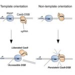 Molecular-Cell-387x258