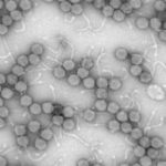 mkkleinerphage1422
