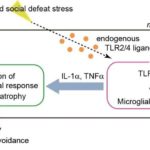 neuralinflam