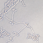 screen_shot_2013-04-22_at_80951_pm1366675807710