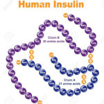 13207592-human-insulin-stylized-chemical-structure-stock-vector-insulin-amino-acid