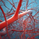 Vascularsystem