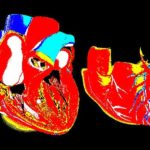 cuore_zeno_2_48961_77951 (1)