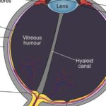 cornea (1)