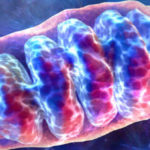 mitocondrias