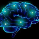 54207_cervello