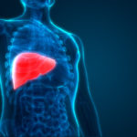 Human Liver Anatomy