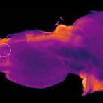 endorestiform-nucleus-brain-region-2