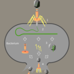 file-20181001-195256-8oif9s