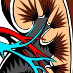 kidney