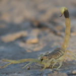 Deathstalker_28Leiurus_quinquestriatus29_6-1024x683