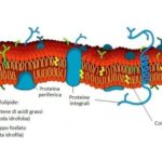 Membrana.cellulare.000-e1363708735511