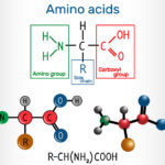 General formula of amino acids, which are building blocks of proteins and muscle fibers. Structural chemical formula and molecule model
