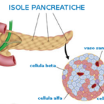 1505722725279.png--la_cellula_beta_inizia_a_zoppicaremolto_prima_che_arrivi_il_diabete