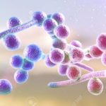 Fungi Candida albicans which cause thrush