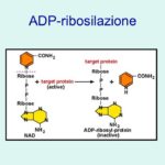 ADP-ribosilazione