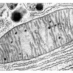 mitocrondio-al-microscopio