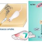smokingandal