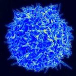 tcell (1)