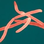 fusobacterium_ll_111017_wg