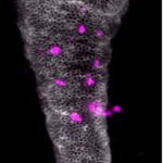 howthemicrob