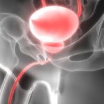 Human Body Organs (Urinary Bladder)