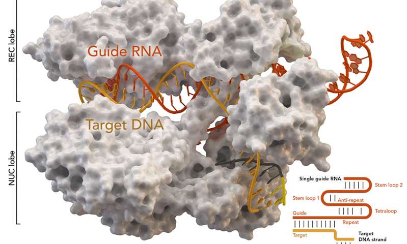 Gli scienziati usano CRISPR per la possibile terapia del “bubble boy” bubble boy,CRISPR