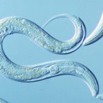 ELEGANS